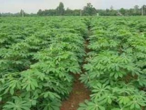 rau sắn phú thọ